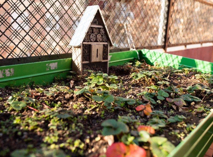 Hort de l’escola: una caixa amb terra, maduixeres i un hotel d’insectes