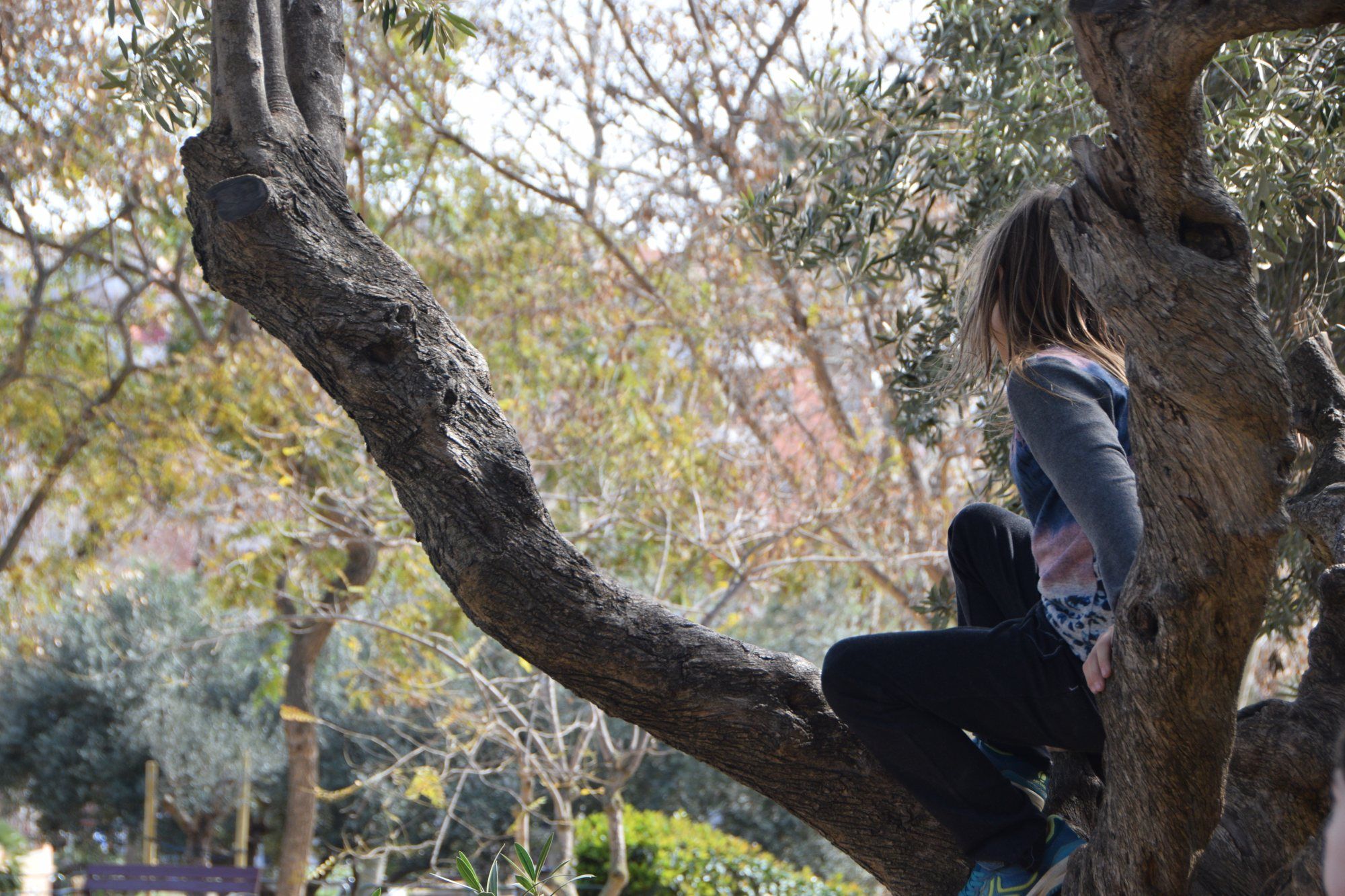 Park outing: a child perched in an olive tree