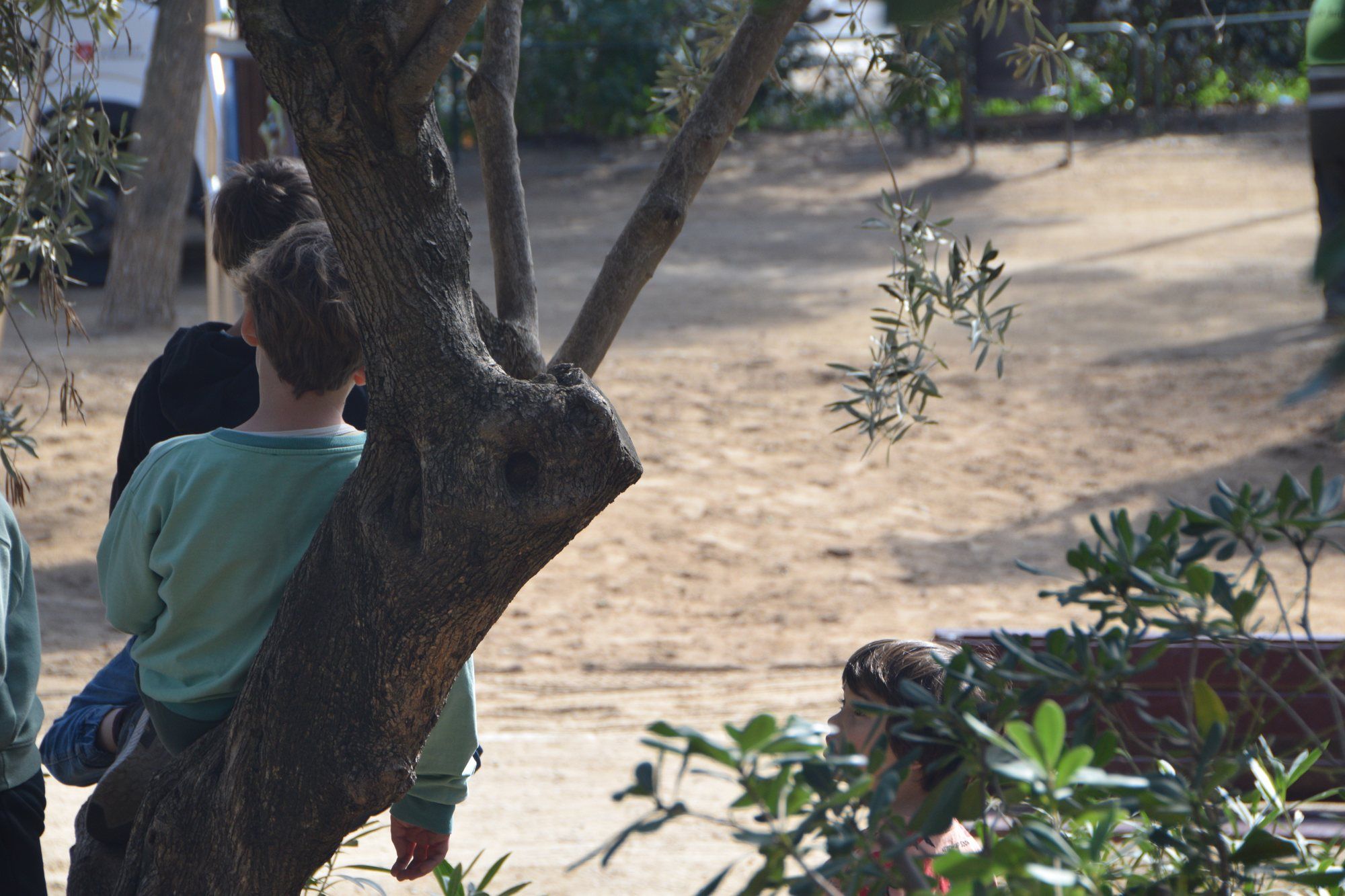 Park outing: children playing among olive trees