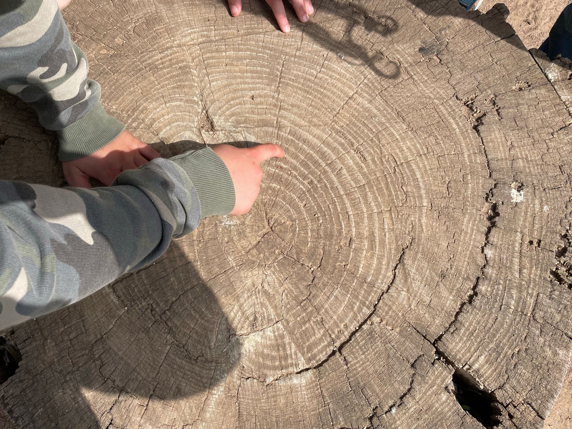 Counting the rings of a tree stump on an outing