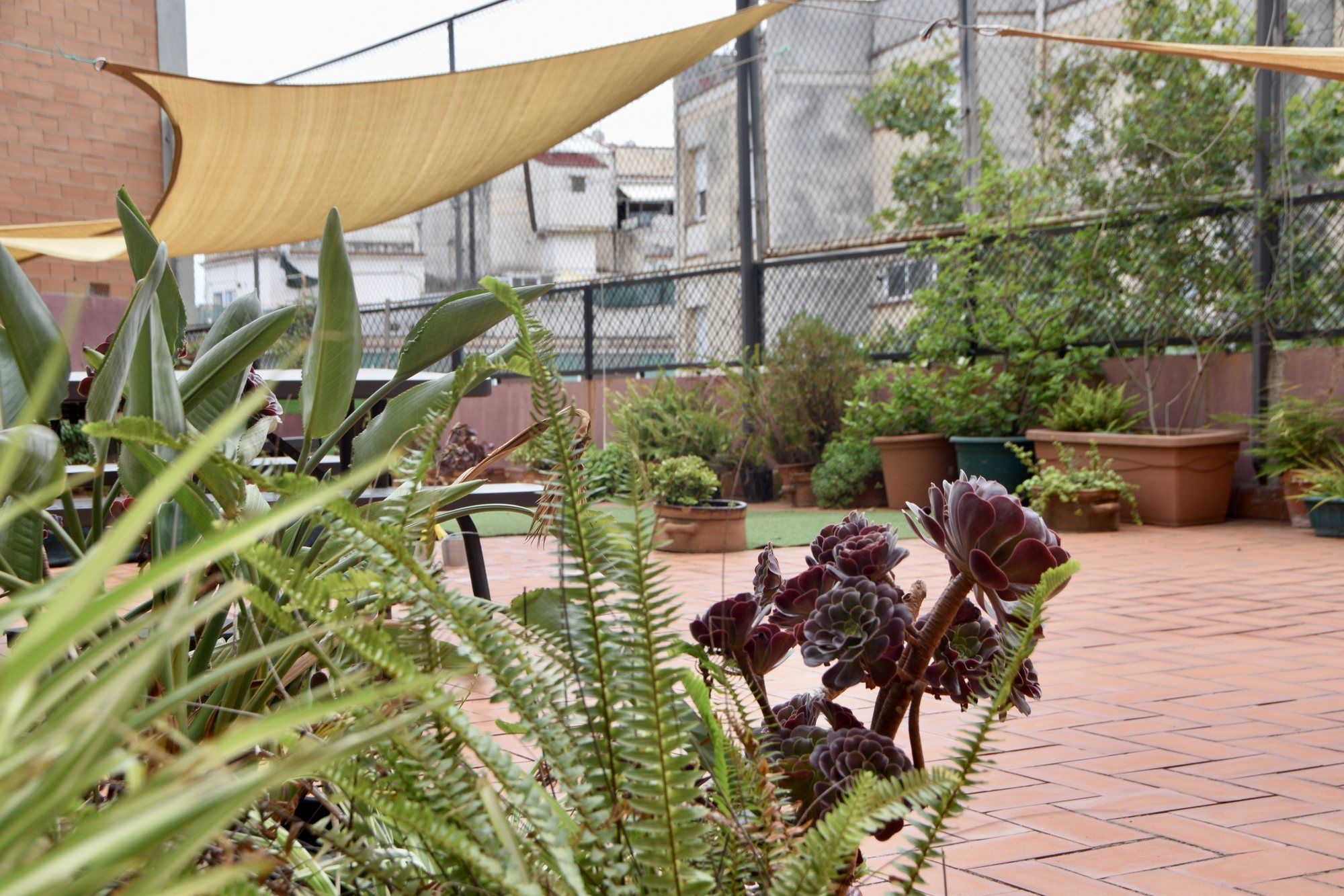 Patio con plantas y una vela de sombra